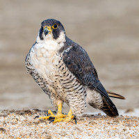 Peregrine Falcon